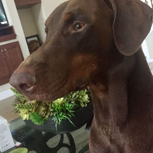 Meet your Posher, Melissa - Picture 1 of 1